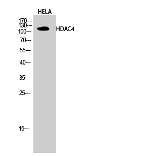 Fig.2. Western Blot analysis of hela cells using HDAC4 Polyclonal Antibody diluted at 1:2000.