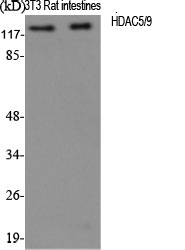 Fig.1. Western Blot analysis of various cells using HDAC5/9 Polyclonal Antibody diluted at 1:1000.