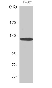 Fig.2. Western Blot analysis of HepG2 cells using HDAC5/9 Polyclonal Antibody diluted at 1:1000.