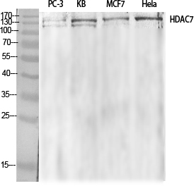 Fig.1. Western Blot analysis of various cells using HDAC7 Polyclonal Antibody diluted at 1:1000.