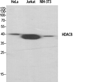 Fig.1. Western Blot analysis of various cells using HDAC8 Polyclonal Antibody diluted at 1:1000.