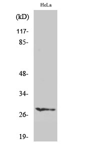 Fig. Western Blot analysis of various cells using HES-6 Polyclonal Antibody diluted at 1:1000.