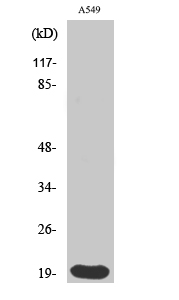 Fig. Western Blot analysis of various cells using Histone 1.0 Polyclonal Antibody diluted at 1:2000.