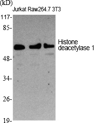 Fig.1. Western Blot analysis of various cells using Histone deacetylase 1 Polyclonal Antibody diluted at 1:1000.