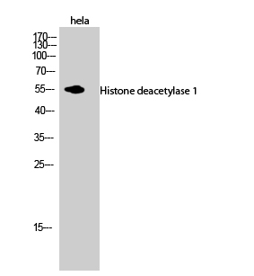 Fig.2. Western Blot analysis of hela cells using Histone deacetylase 1 Polyclonal Antibody diluted at 1:1000.