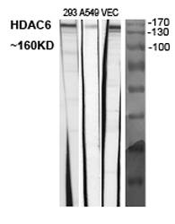 Fig.1. Western Blot analysis of various cells using Histone deacetylase 6 Polyclonal Antibody diluted at 1:2000.