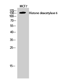 Fig.2. Western Blot analysis of MCF7 cells using Histone deacetylase 6 Polyclonal Antibody diluted at 1:2000.