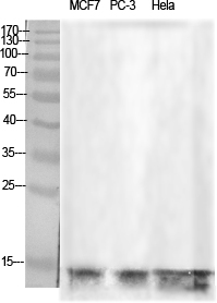 Fig.1. Western Blot analysis of various cells using Histone H2B Polyclonal Antibody diluted at 1:1000.
