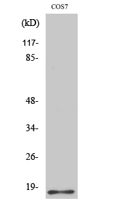 Fig.2. Western Blot analysis of COS7 cells using Histone H2B Polyclonal Antibody diluted at 1:1000.