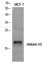 Fig.1. Western Blot analysis of various cells using Histone H3 Polyclonal Antibody diluted at 1:2000.