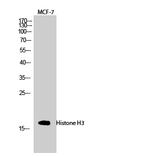 Fig.2. Western Blot analysis of MCF-7 cells using Histone H3 Polyclonal Antibody diluted at 1:2000.