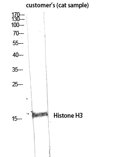 Fig.3. Western Blot analysis of customer's (cat sample) using Histone H3 Polyclonal Antibody diluted at 1:2000.