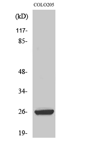 Fig. Western Blot analysis of various cells using HMG-2 Polyclonal Antibody.