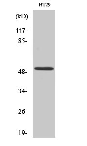 Fig. Western Blot analysis of various cells using HNF-4α Polyclonal Antibody diluted at 1:2000.