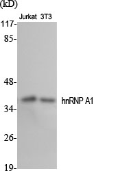 Fig.1. Western Blot analysis of various cells using hnRNP A1 Polyclonal Antibody diluted at 1:2000.