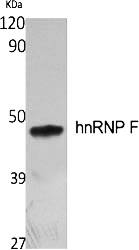 Fig.1. Western Blot analysis of various cells using hnRNP F Polyclonal Antibody.