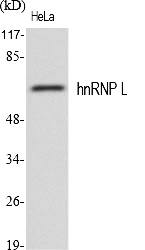 Fig.1. Western Blot analysis of various cells using hnRNP L Polyclonal Antibody.