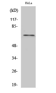 Fig.2. Western Blot analysis of HUVEC cells using hnRNP L Polyclonal Antibody.