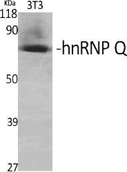 Fig.1. Western Blot analysis of various cells using hnRNP Q Polyclonal Antibody diluted at 1:2000.