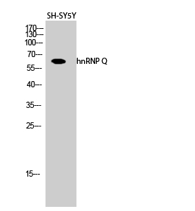 Fig.2. Western Blot analysis of SH-SY5Y cells using hnRNP Q Polyclonal Antibody diluted at 1:2000.