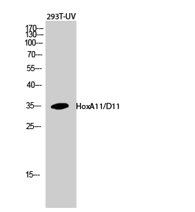 Fig.2. Western Blot analysis of 293T-UV cells using HoxA11/D11 Polyclonal Antibody diluted at 1:500.