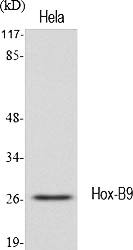Fig.1. Western Blot analysis of various cells using Hox-B9 Polyclonal Antibody diluted at 1:1000.