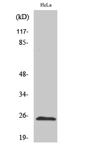 Fig. Western Blot analysis of various cells using HP1α Polyclonal Antibody diluted at 1:1000.