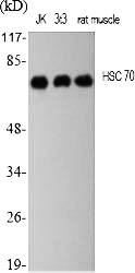 Fig.1. Western Blot analysis of various cells using HSC 70 Polyclonal Antibody diluted at 1:2000.