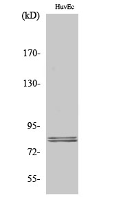 Fig. Western Blot analysis of various cells using HSL Polyclonal Antibody diluted at 1:1000.