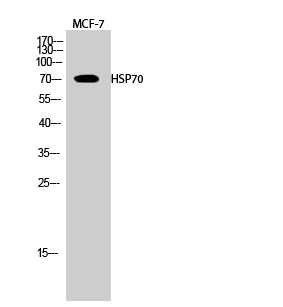 Fig.2. Western Blot analysis of MCF-7 cells using HSP70 Polyclonal Antibody diluted at 1:1000.