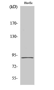 Fig. Western Blot analysis of various cells using HSP90β Polyclonal Antibody diluted at 1:2000.