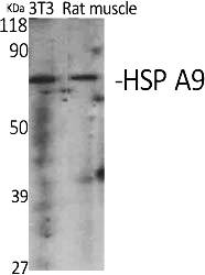Fig.1. Western Blot analysis of various cells using HSP A9 Polyclonal Antibody diluted at 1:2000.