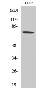 Fig.2. Western Blot analysis of COS7 cells using HSP A9 Polyclonal Antibody diluted at 1:2000.