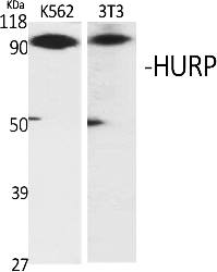 Fig.1. Western Blot analysis of various cells using HURP Polyclonal Antibody.
