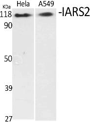 Fig.1. Western Blot analysis of various cells using IARS2 Polyclonal Antibody diluted at 1:2000.