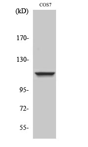 Fig.2. Western Blot analysis of NIH-3T3 cells using IARS2 Polyclonal Antibody diluted at 1:2000.