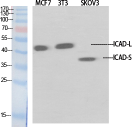 Fig.1. Western Blot analysis of various cells using ICAD Polyclonal Antibody diluted at 1:1000.