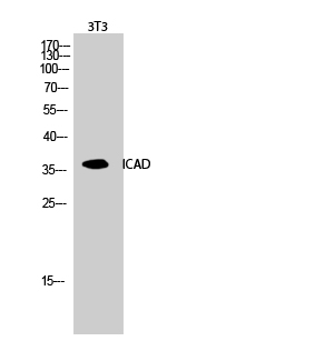 Fig.2. Western Blot analysis of 3T3 cells using ICAD Polyclonal Antibody diluted at 1:1000.