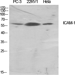 Fig.1. Western Blot analysis of various cells using ICAM-1 Polyclonal Antibody diluted at 1:500.