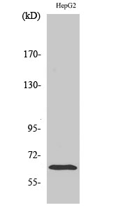 Fig.2. Western Blot analysis of HepG2 cells using ICAM-1 Polyclonal Antibody diluted at 1:500.