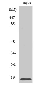 Fig. Western Blot analysis of various cells using Id4 Polyclonal Antibody diluted at 1:500.