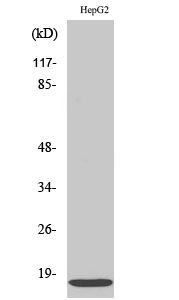Fig.2. Western Blot analysis of hela cells using IFITM3 Polyclonal Antibody diluted at 1:2000.