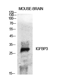 Fig.1. Western Blot analysis of various cells using IGFBP3 Polyclonal Antibody diluted at 1:500.