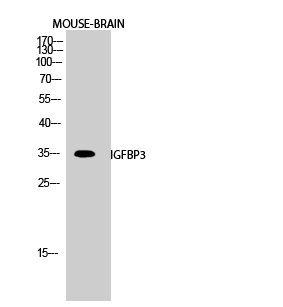 Fig.2. Western Blot analysis of Mouse-BRAIN cells using IGFBP3 Polyclonal Antibody diluted at 1:500.