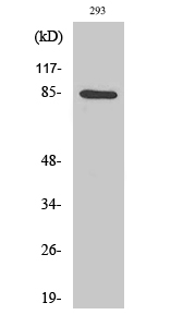 Fig.2. Western Blot analysis of 293 cells using IKKα Polyclonal Antibody diluted at 1:1000.