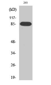 Fig. Western Blot analysis of various cells using IKKβ Polyclonal Antibody.