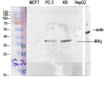 Fig.1. Western Blot analysis of various cells using IKKγ Polyclonal Antibody diluted at 1:1000.