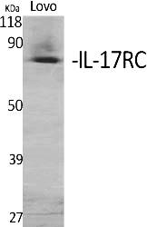Fig.1. Western Blot analysis of various cells using IL-17RC Polyclonal Antibody.