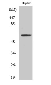 Fig.2. Western Blot analysis of LOVO cells using IL-20Rα Polyclonal Antibody.