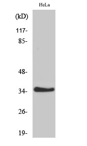 Fig. Western Blot analysis of various cells using IL-20Rβ Polyclonal Antibody.